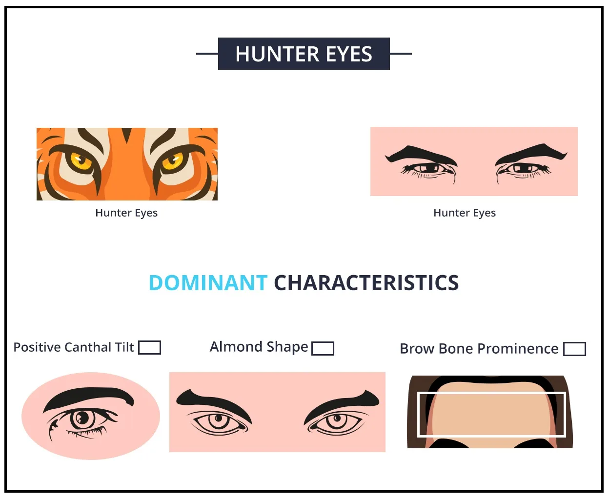 hunter eyes characteristics infograph